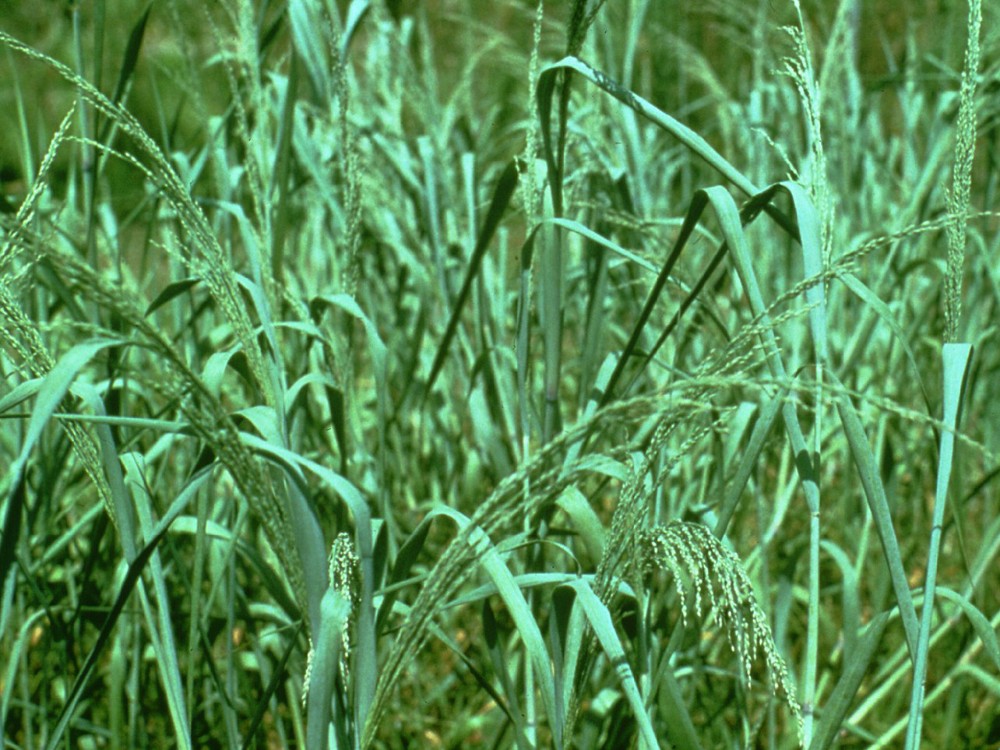 panicum_amarum_1